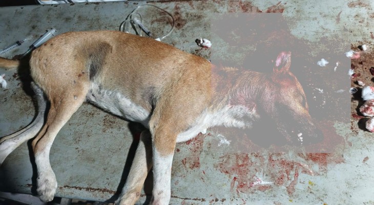 পবিপ্রবিতে কুকুরকে পিটিয়ে আহত করার অভিযোগ